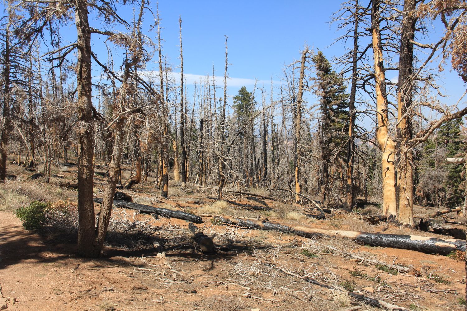 BristleCone Trail 